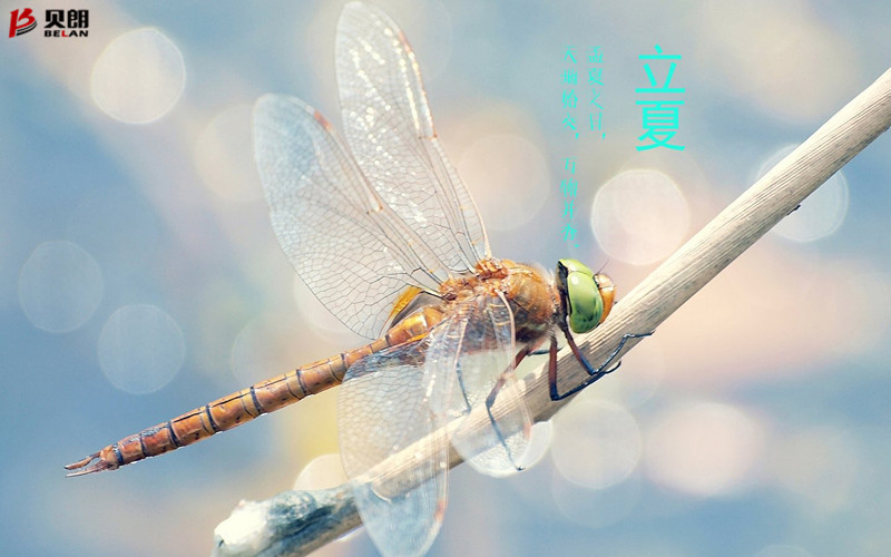 立夏啦！立夏啦！